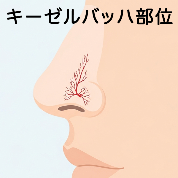 鼻血の主な原因となるキーゼルバッハ部位の図解